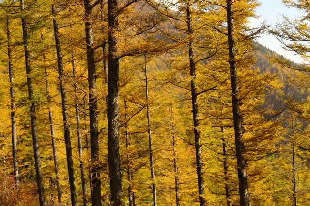 黄金色の唐松の森